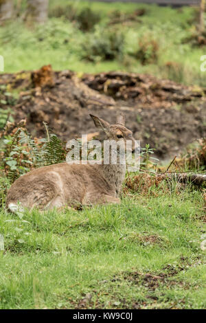 La Columbian nero-tailed deer (Odocoileus hemionus columbianus) si trova nella parte occidentale del Nord America, dalla California del nord verso il Pacifico Northwe Foto Stock