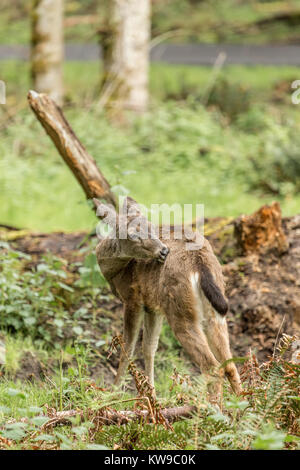 La Columbian nero-tailed deer (Odocoileus hemionus columbianus) si trova nella parte occidentale del Nord America. Foto Stock