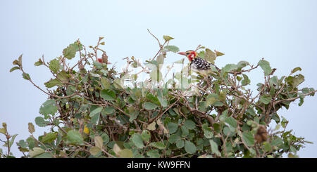 Un unico rosso-giallo Barbet nel fogliame, Lewa, Kenya, Africa Foto Stock