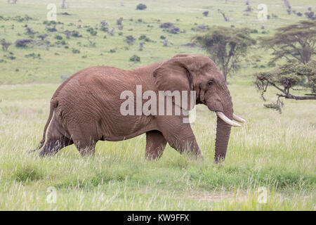 Un singolo giovane maschio elephant a piedi nella prateria aperta, vista laterale, Lewa, Kenya, Africa Foto Stock