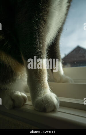 Gatta Calico guarda fuori dalla finestra della mia casa. Foto Stock