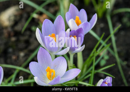 Il lilla e giallo primavera fioriture di crochi in close-up nel giardino. Foto Stock