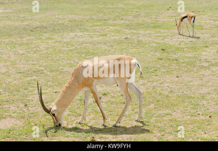 Vista dettagliata del Grant's (Gazelle Gazella granti, robertsi o "WALA granti' in Swaheli) nel Ngorongoro National Park, Tanzania Foto Stock