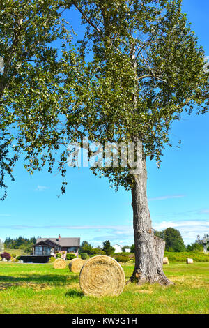 Balle di fieno nel campo con un albero alto, nella parte anteriore di una casa di campagna con un white barn dietro di essa - si trova nella beauitul Pacific Northwest countrysid Foto Stock