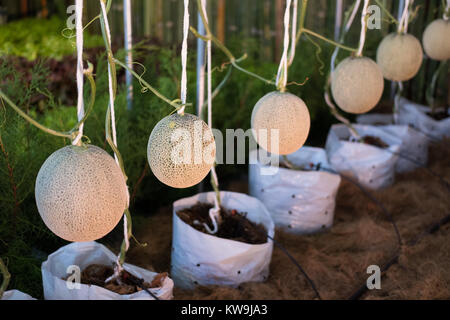 Cantaloup melone verde cresce in una fattoria supportato dalla stringa di reti di melone Foto Stock