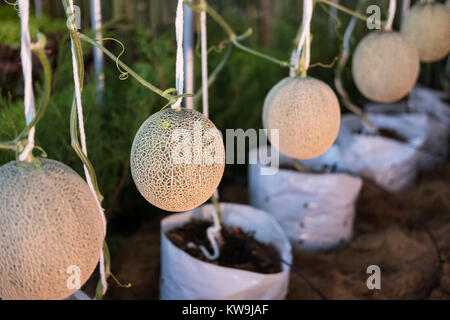 Cantaloup melone verde cresce in una fattoria supportato dalla stringa di reti di melone Foto Stock