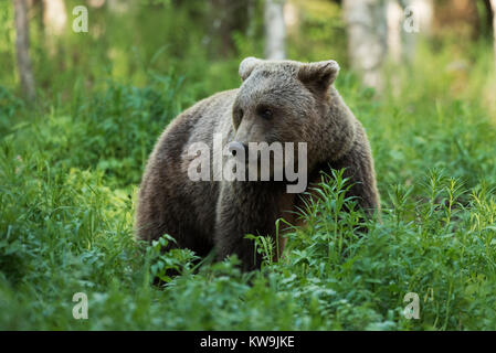 Rasian orso bruno, Finlandia