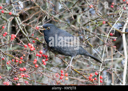 Adulto Blackbird Turdus merula, maschio con brillante anello oculare Foto Stock