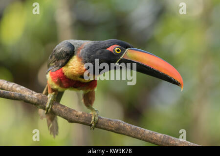 Fiery-fatturati Aracari (Pteroglossus frantzii) abita principalmente umide foreste di pianura, ma è stata registrata come alto come 1800 m. Foto Stock