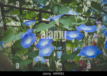 Gloria di mattina. fiore in fiore nel giardino della flora blu con foglie di vite Foto Stock