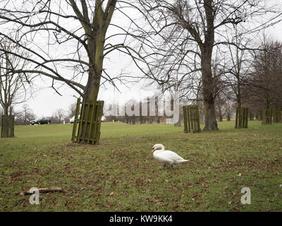 Swan passeggiate tra gli alberi in Bushey Park, Londra Foto Stock