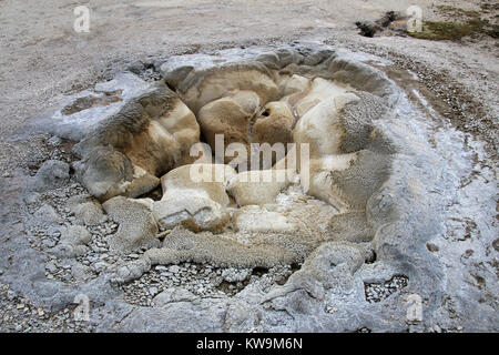 Molla di Shell in biscuit Geyser Basin nel Parco Nazionale di Yellowstone, STATI UNITI D'AMERICA Foto Stock