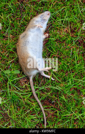 Dead Rat con ampia coda posa su erba in cantiere Foto Stock