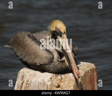 Durante la loro non fase di allevamento, l'adulto pellicano bruno ha una golden testina del giallo e grigio scuro delle piume. Essi sono una visione comune lungo la costa Foto Stock