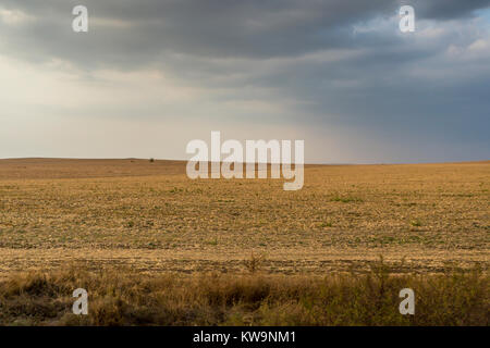 Una vista su un raccolto grainfield con nuvole temporalesche nella campagna bulgara Foto Stock