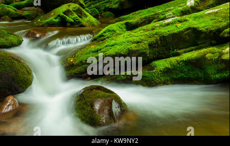 Roaring Fork Stream, Great Smoky Mountains NP, TN, Stati Uniti d'America, da Bill Lea/Dembinsky Foto Assoc Foto Stock