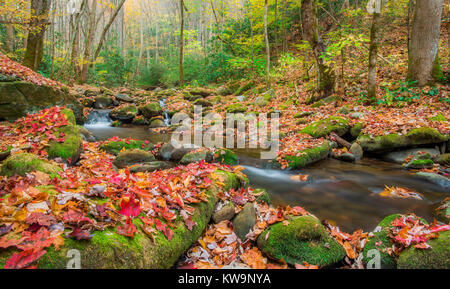 Roaring Fork Stream, Autunno, Great Smoky Mountains NP, TN USA, da Bill Lea/Dembinsky Foto Assoc Foto Stock