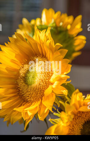 Macro closeup di fresco tagliato il giallo dei girasoli in condizioni di luce solare intensa Foto Stock