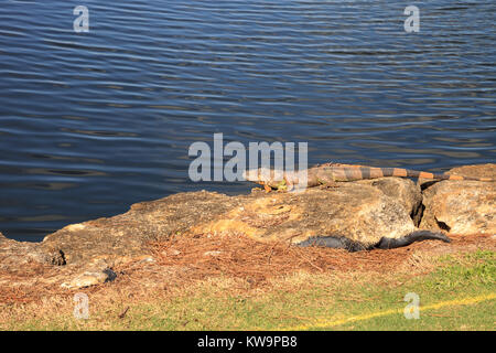 Iguana verde, scientificamente chiamato Iguana iguana, suns stesso accanto ad un laghetto su un campo da golf in Florida Foto Stock