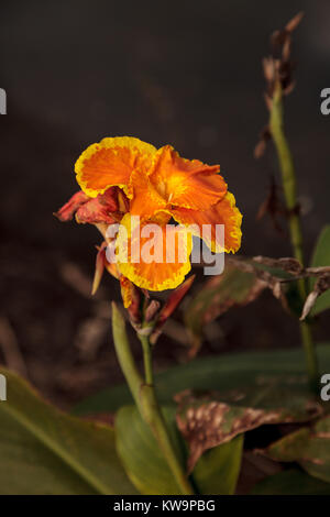 Arancio e giallo Canna giglio fiore sboccia in un giardino tropicale in Florida Foto Stock