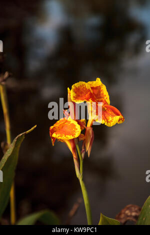 Arancio e giallo Canna giglio fiore sboccia in un giardino tropicale in Florida Foto Stock