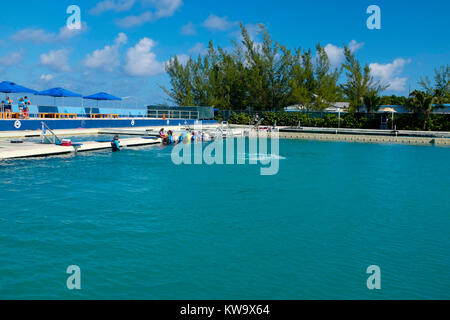 Dolphin Discovery, West Bay, a Grand Cayman. Foto Stock