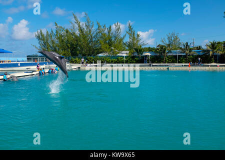 Dolphin Discovery, West Bay, a Grand Cayman. Foto Stock