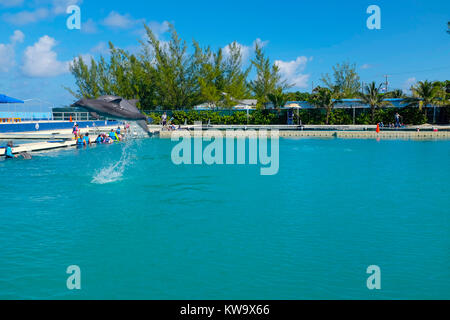 Dolphin Discovery, West Bay, a Grand Cayman. Foto Stock