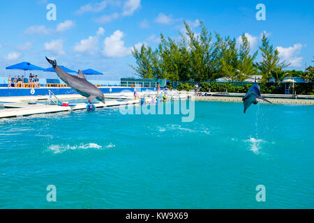 Dolphin Discovery, West Bay, a Grand Cayman. Foto Stock