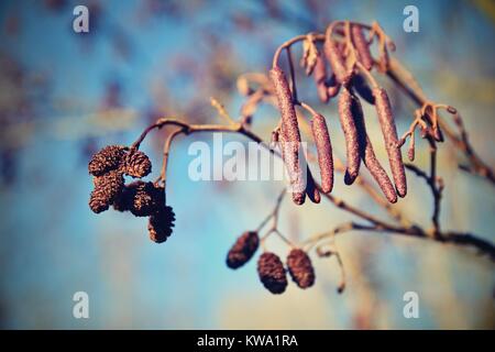 Alder con ramoscelli. Bella naturale sfondo colorato con struttura ad albero e rami. (Corylus avellana) Foto Stock