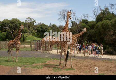 Una famiglia di giraffe guardando i visitatori al Werribee Open Range Zoo di Melbourne, Australia. Foto Stock