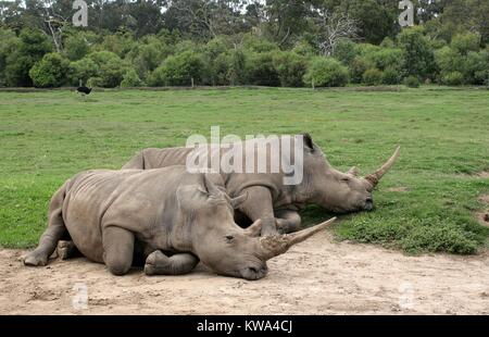 Due meridionale di rinoceronti bianchi a dormire la gamma Peon Zoo Werribee, Melbourne, Australia. Foto Stock