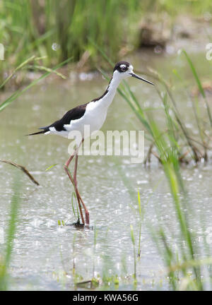 Nero a collo Stilt camminando attraverso l'acqua Foto Stock