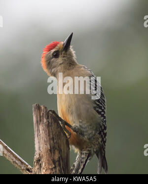 Rosso-incoronato Woodpecker arroccato su un moncone guardando intorno Foto Stock