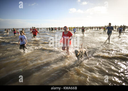 Nuotatori tuffo in mare a Barry Island il giorno di Anno Nuovo nuotare a Whitmore Bay, Vale of Glamorgan, South Wales, durante la trentaquattresima edizione annuale di Nuovo Anno Giorno nuotare, che inizialmente avviato quando cinque membri del Jacksons Bay Club bagnino deciso a scrollarsi di dosso i postumi della sbornia con un tuffo, da sommergere completamente se stessi per tre volte. Foto Stock