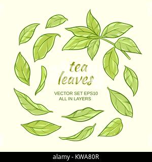 Le foglie di tè set Illustrazione Vettoriale