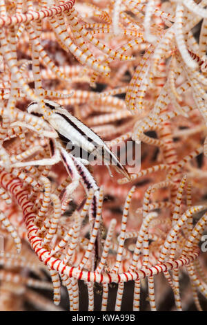 Allogalathea elegans conosciuta come la piuma star squat lobster, crinoide squat aragosta o elegante squat lobster Foto Stock