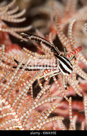 Allogalathea elegans conosciuta come la piuma star squat lobster, crinoide squat aragosta o elegante squat lobster Foto Stock