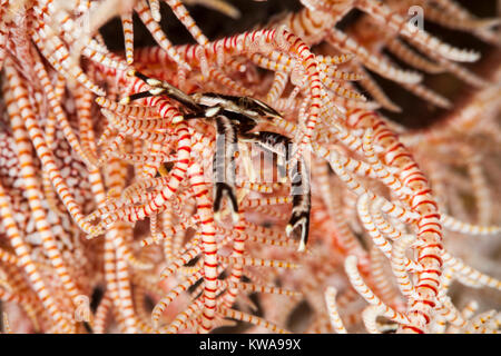 Allogalathea elegans conosciuta come la piuma star squat lobster, crinoide squat aragosta o elegante squat lobster Foto Stock