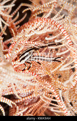 Allogalathea elegans conosciuta come la piuma star squat lobster, crinoide squat aragosta o elegante squat lobster Foto Stock