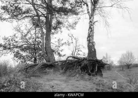 Poznan, Wielkopolska, Polonia. Il 2 gennaio, 2018. 2 gennaio 2018 - Poznan, Polonia - Foresta e alberi. Credito: Dawid Tatarkiewicz/ZUMA filo/Alamy Live News Foto Stock