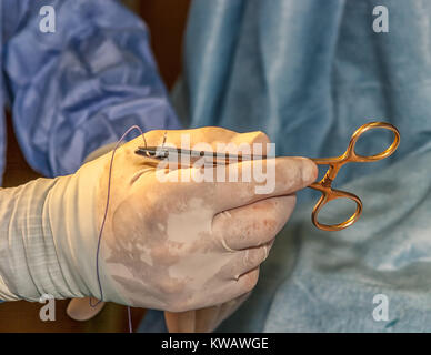 I veterinari di eseguire chirurgia Chryptorchidism. Foto Stock