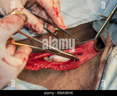 I veterinari di eseguire chirurgia Chryptorchidism. Foto Stock