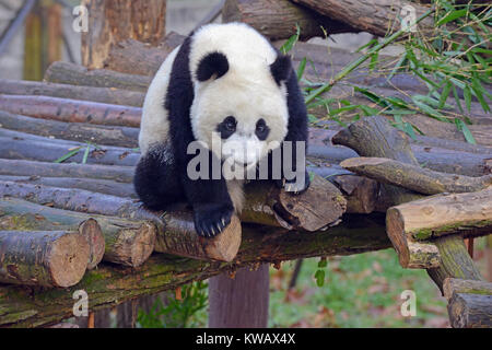 Panda gigante vicino a Chengdu, nella provincia di Sichuan, in Cina Foto Stock