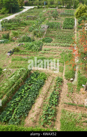 Verdure Cinesi fattoria con taro e banane - regione di Guangzhou, Guangdong, Cina Foto Stock