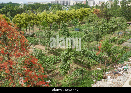 Il cinese orto con taro e banane - regione di Guangzhou, Guangdong, Cina Foto Stock