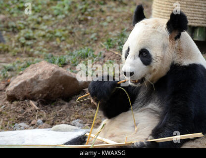 Panda gigante vicino a Chengdu, nella provincia di Sichuan, in Cina Foto Stock