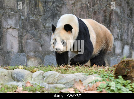 Panda gigante vicino a Chengdu, nella provincia di Sichuan, in Cina Foto Stock