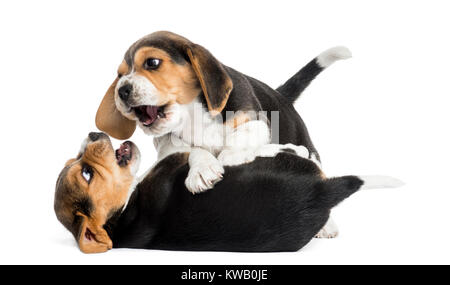 Due cuccioli di Beagle insieme giocando, isolato su bianco Foto Stock