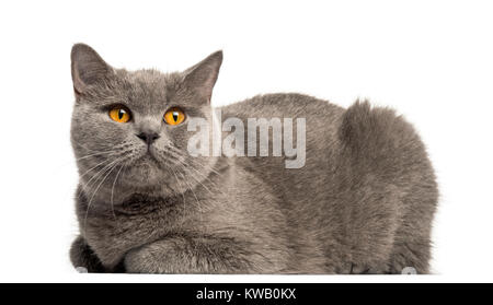 Vista laterale di un British Shorthair giacente, guardando in alto, isolato su bianco Foto Stock